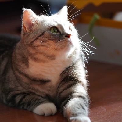 樂游